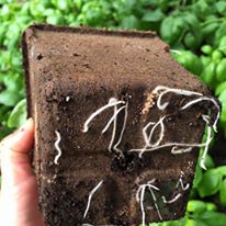 Cow Pots allow roots to grow naturally without restriction and break down quickly once planted.